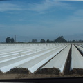 plastic-sheeting-on-strawberry-field-before-planting-2012-07-11-IMG_2212.jpg