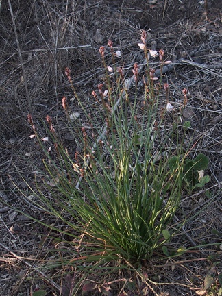 Chlorogalum-angustifolium-amole-Malibu-Bluffs-Park-2012-03-22-IMG 1475