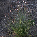 Chlorogalum-angustifolium-amole-Malibu-Bluffs-Park-2012-03-22-IMG 1475