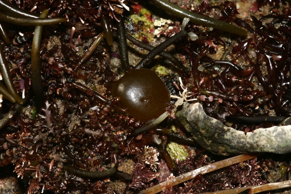 brown-alga-bubble-Pt-Dume-Malibu-2007-12-23-img 5765