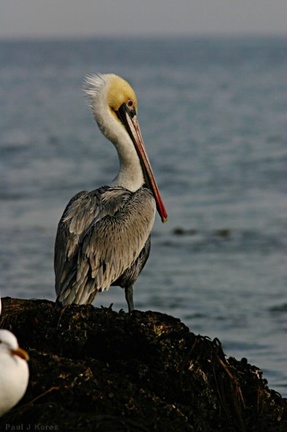 brown-pelican-dume-06