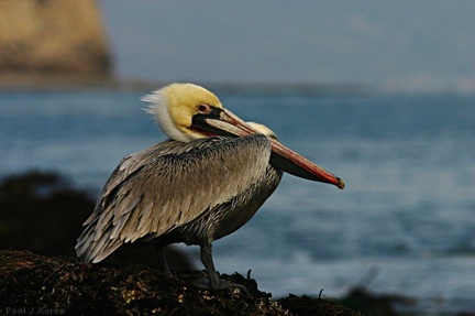 brown-pelican-dume-16