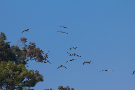 brown-pelicans-flying-Point-Dume-tide-pools-2012-07-02-IMG 5830