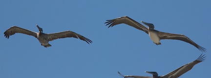 brown-pelicans-flying-Point-Dume-tide-pools-2012-07-02-IMG 5837