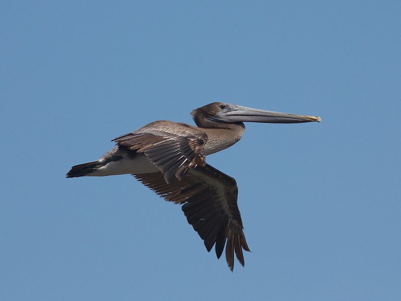 brown-pelicans-flying-Point-Dume-tide-pools-2012-07-02-IMG_5851.jpg