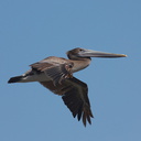 brown-pelicans-flying-Point-Dume-tide-pools-2012-07-02-IMG 5851
