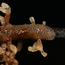 bryozoan-Pt-Dume-Malibu-2007-12-23-img 5767