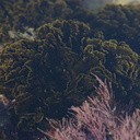 green-alga-Pt-Dume-Malibu-2007-12-23-img 5783