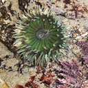 green-anemone-Pt-Dume-2011-01-18-IMG 6922