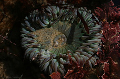 green-anemone-Pt-Dume-Malibu-2007-12-23-img 5740