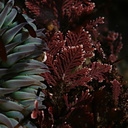 green-anemone-red-alga-Pt-Dume-Malibu-2007-12-23-img 5741