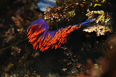 nudibranch-orange-blue-dume-6