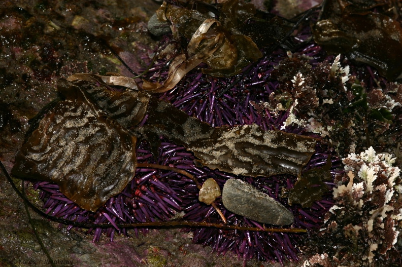 purple-urchins-camouflaged-in-kelp-Pt-Dume-Malibu-2007-12-23-img 5766