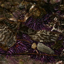 purple-urchins-camouflaged-in-kelp-Pt-Dume-Malibu-2007-12-23-img 5766