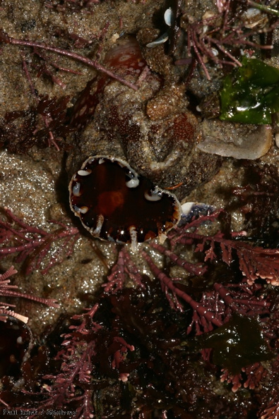 sea-squirts-Pt-Dume-Malibu-Pyura-sp-2007-12-23-img 5764