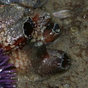 sea-squirts-Pt-Dume-Malibu-Pyura-sp-2007-12-23-img 5768