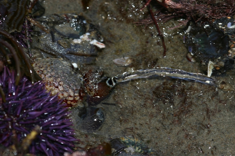 sea-squirts-Pt-Dume-Malibu-Pyura-sp-2007-12-23-img 5780
