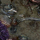 sea-squirts-Pt-Dume-Malibu-Pyura-sp-2007-12-23-img 5780