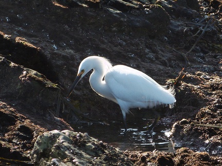 snowy-egret-Pt-Dume-2011-01-18-IMG 6915