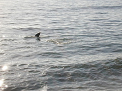 whales-western-grey-fluke tip6