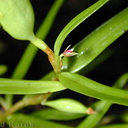 Bulbophyllum-betchei-fl1-Lavena-2000-Nov-Dec