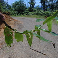 Pseuderia-platyphylla-pl-Galoa-Viti-Levu-Galoa-and-Namosi-2000-Nov-Dec
