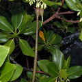 red-mangrove-vivipary-Taveuni-Des-Voeux-2000-Nov-Dec