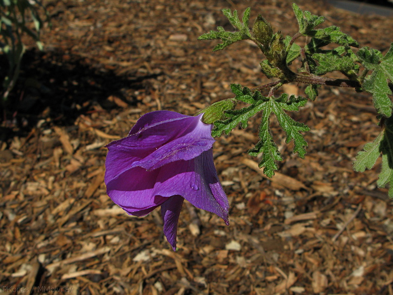 Alyogyne-huegelii-blue-hibiscus-Moorpark-2009-03-05-IMG_1806.jpg