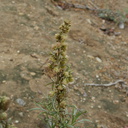 Artemisia-californica-sagebrush-blooming-Moorpark-campus-2014-12-01-IMG 4265.