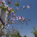 Bauhinia-blakeana-orchid-tree-Moorpark-College-2012-06-13-IMG 2077