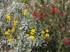 Calliandra-eriophylla-fairyduster-and-brittlebush-Ethnobotany-garden-Moorpark-College-2013-03-19-IMG 0341