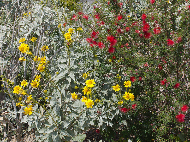 Calliandra-eriophylla-fairyduster-and-brittlebush-Ethnobotany-garden-Moorpark-College-2013-03-19-IMG_0341.jpg