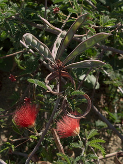 Calliandra-eriophylla-fairyduster-fruits-Moorpark-2010-01-14-IMG 3614