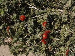Callistemon-citrinus-crimson-bottlebrush-Moorpark-2009-03-05-IMG 1850