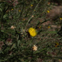 Centaurea-melitensis-star-thistle-ethnobotany-garden-Moorpark-2010-05-06-IMG 4946