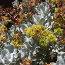 Eriogonum-crocatum-Conejo-buckwheat-Moorpark-2010-04-14-IMG 4385