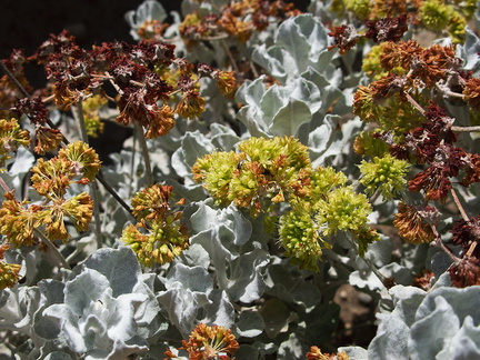 Eriogonum-crocatum-Conejo-buckwheat-Moorpark-2010-04-14-IMG 4385