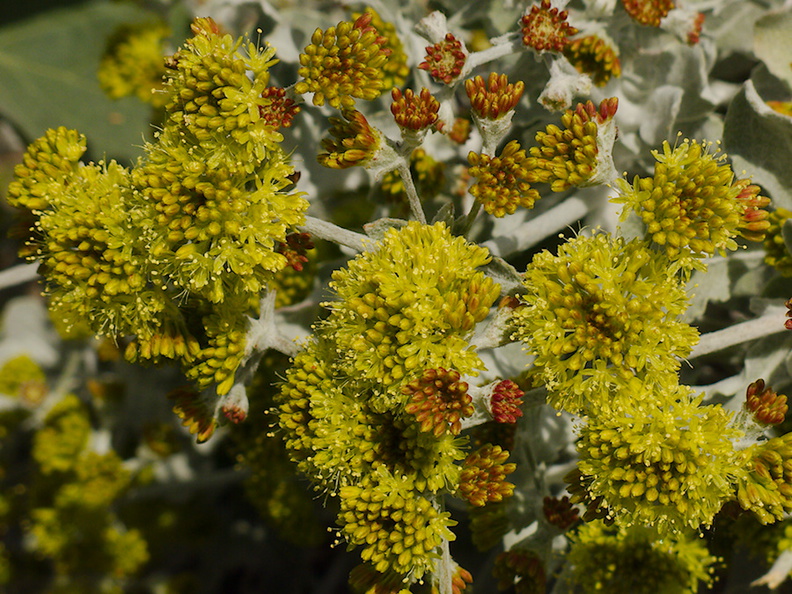 Eriogonum-crocatum-conejo-buckwheat-Ethnobotany-garden-Moorpark-College-2013-03-19-IMG_0330.jpg