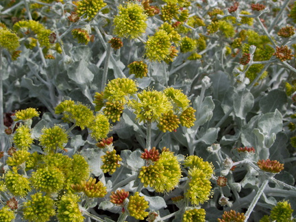 Eriogonum-indet-crocatum-Conejo-buckwheat-Moorpark-2010-02-11-IMG 3724