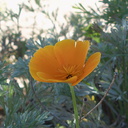 Eschscholtzia-californica-California-poppy-Moorpark-2009-11-17-IMG 3515