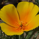 Eschscholzia-californica-California-poppy-Ethnobotany-garden-Moorpark-College-2013-03-19-IMG 0334