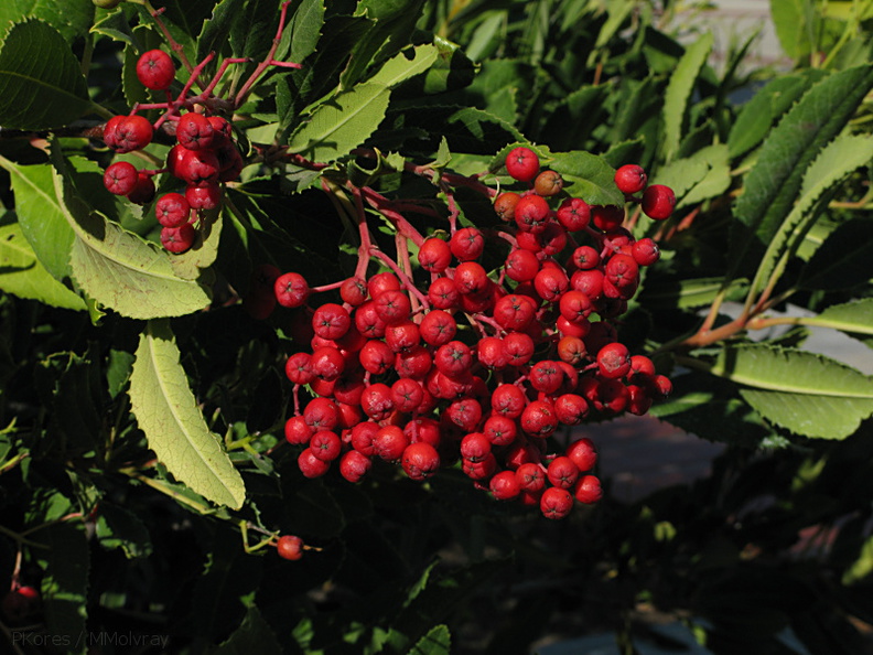 Heteromeles-arbutifolia-christmas-berry-moorpark-2008-12-18-IMG_1622.jpg