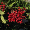 Heteromeles-arbutifolia-christmas-berry-moorpark-2008-12-18-IMG 1622
