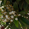Heteromeles-arbutifolia-toyon-Moorpark-2010-03-18-IMG_4028.jpg