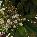 Heteromeles-arbutifolia-toyon-Moorpark-2010-03-18-IMG 4028