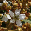 Heteromeles-arbutifolia-toyon-Moorpark-College-2013-03-19-IMG 0321