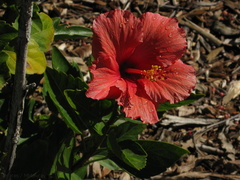 Hibiscus-rosa-sinensis-Moorpark-2009-03-05-IMG 1834