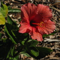 Hibiscus-rosa-sinensis-Moorpark-2009-03-05-IMG_1834.jpg