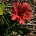 Hibiscus-rosa-sinensis-Moorpark-2009-03-05-IMG 1834