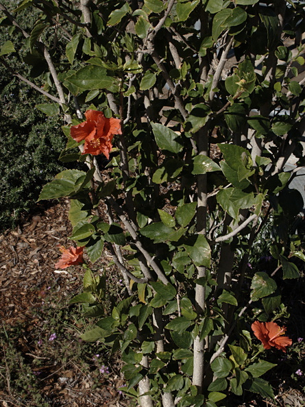 Hibiscus-rosa-sinensis-Moorpark-2009-03-05-IMG_1837.jpg